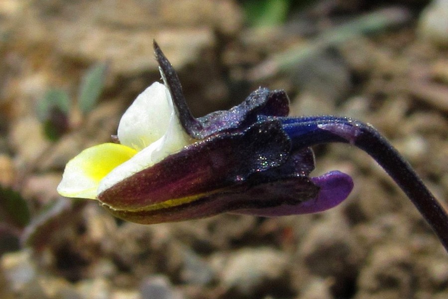 Изображение особи Viola arvensis.