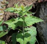 Смотреть изображение неопознанный вид