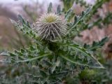 Смотреть изображение Carduus uncinatus