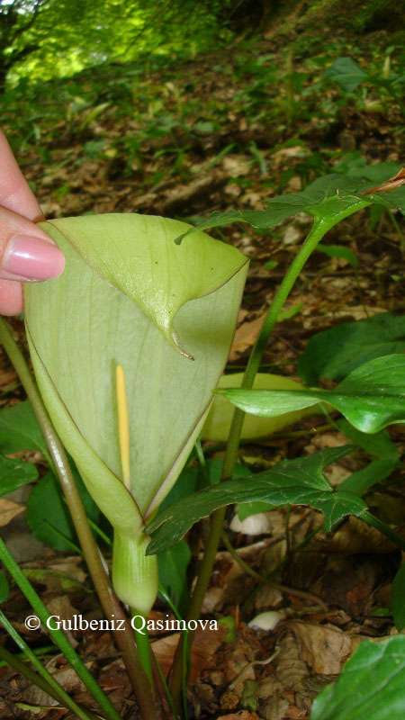 Image of Arum megobrebi specimen.