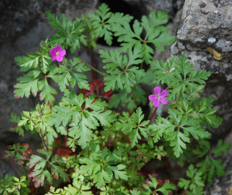 Image of Geranium purpureum specimen.