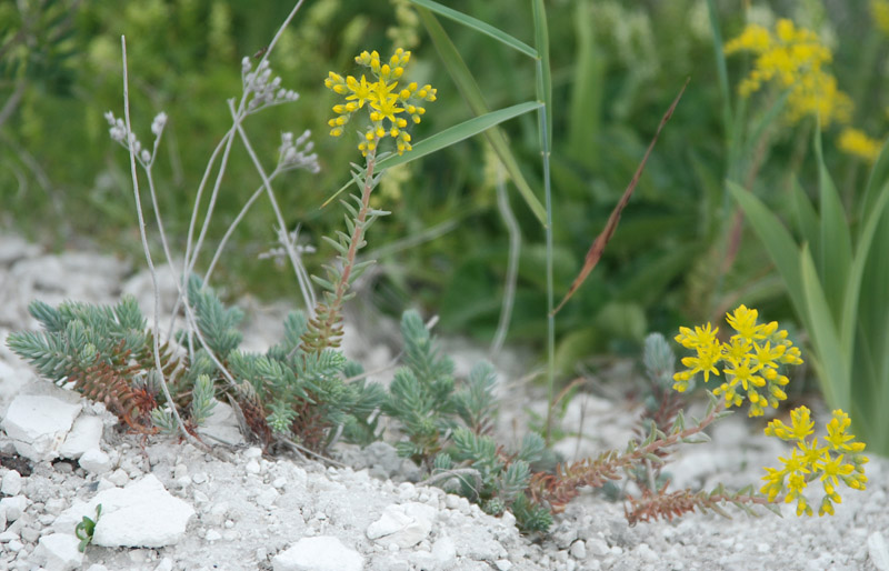 Изображение особи Sedum reflexum.