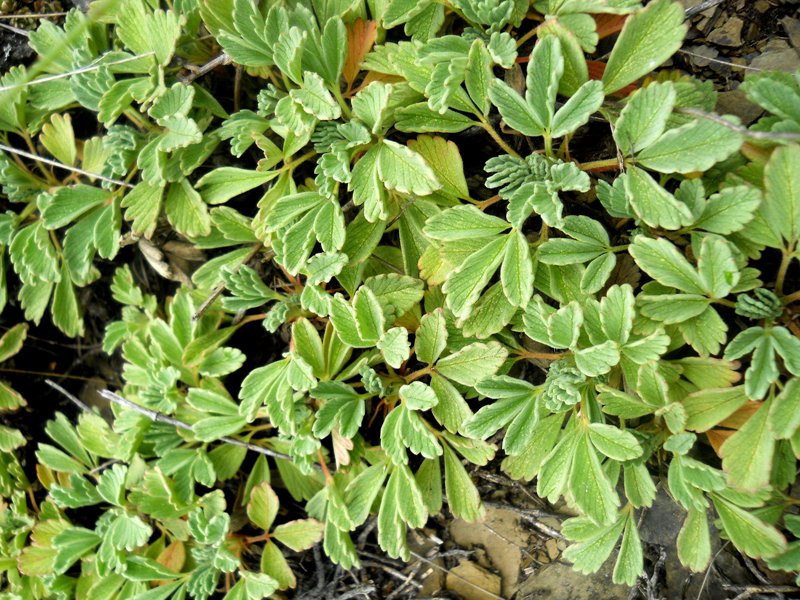 Image of Potentilla acaulis specimen.