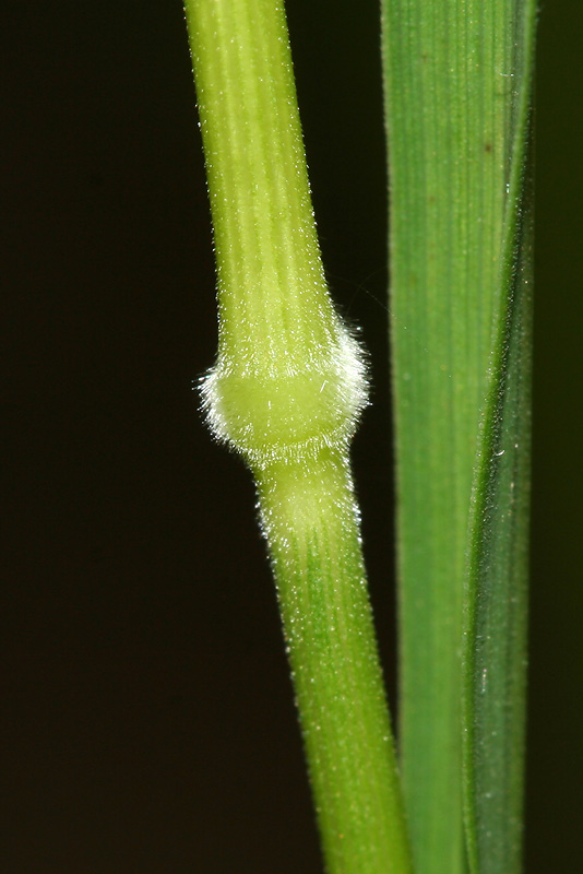 Изображение особи Brachypodium pinnatum.