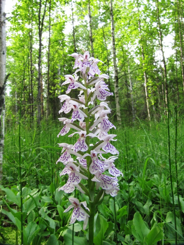 Image of Dactylorhiza maculata specimen.