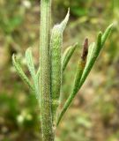 Delphinium stocksianum. Часть побега с плодом в пазухе листа. Копетдаг, Чули. Конец мая 2011 г.
