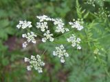 Chaerophyllum bulbosum