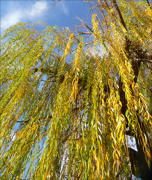 Image of Salix &times; sepulcralis specimen.