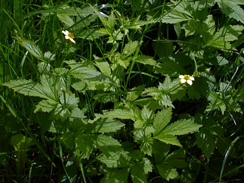 Image of Geum urbanum specimen.