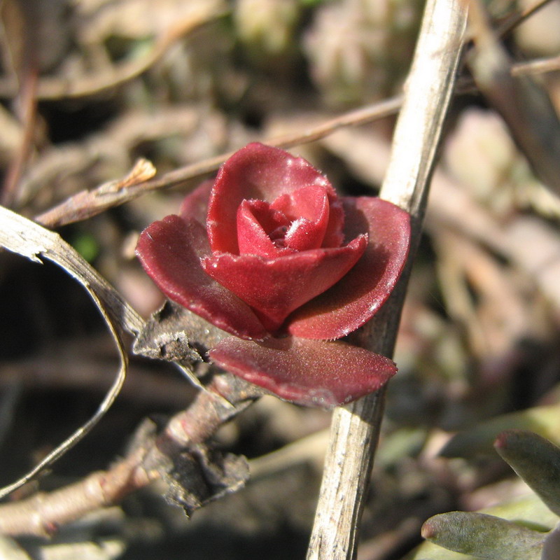 Image of Sedum spurium specimen.