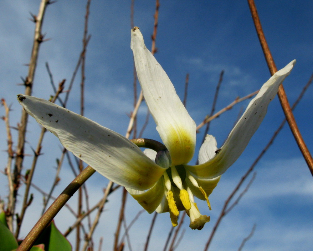 Image of Erythronium krylovii specimen.