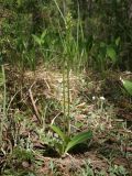 Platanthera bifolia