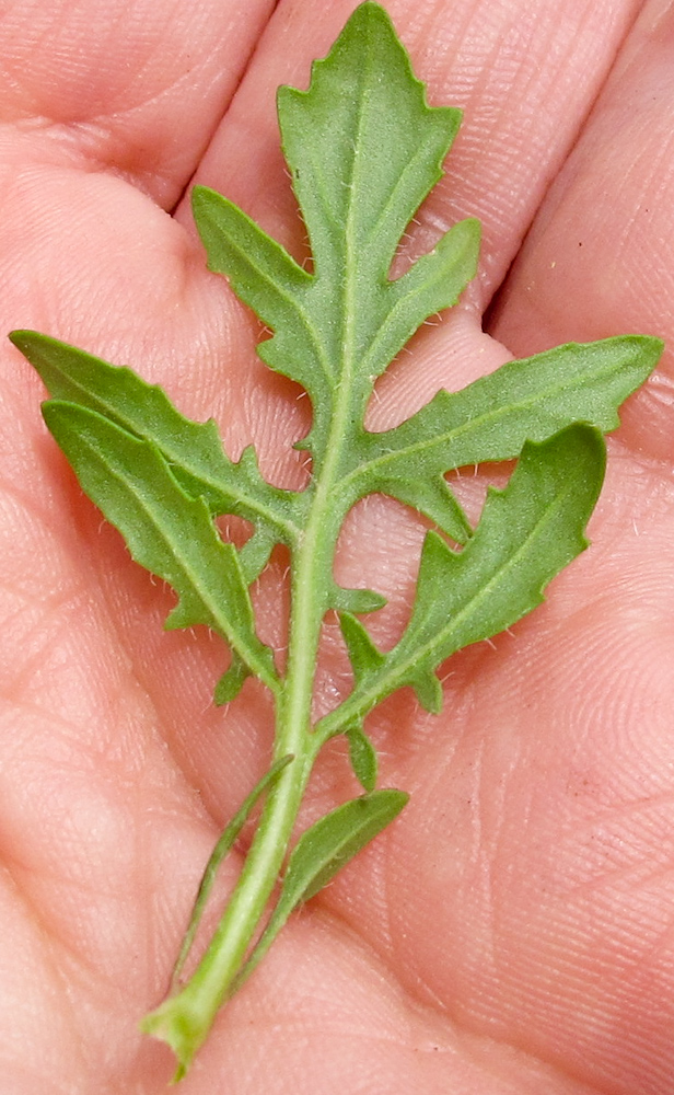 Image of Eruca sativa specimen.