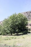 Juglans regia. Плодоносящее растение. Южный Казахстан, каньон/ущелье Машат. 30.05.2010.