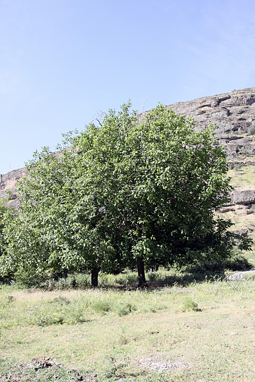 Image of Juglans regia specimen.