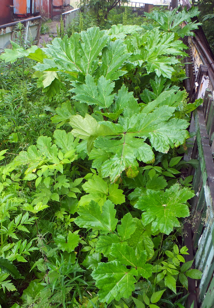 Изображение особи Heracleum sosnowskyi.