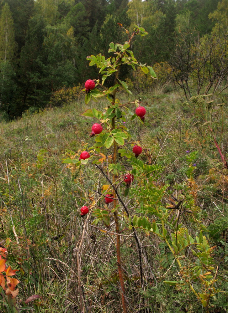 Image of Rosa acicularis specimen.