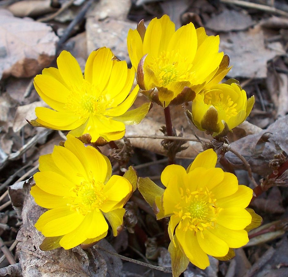 Image of Adonis amurensis specimen.