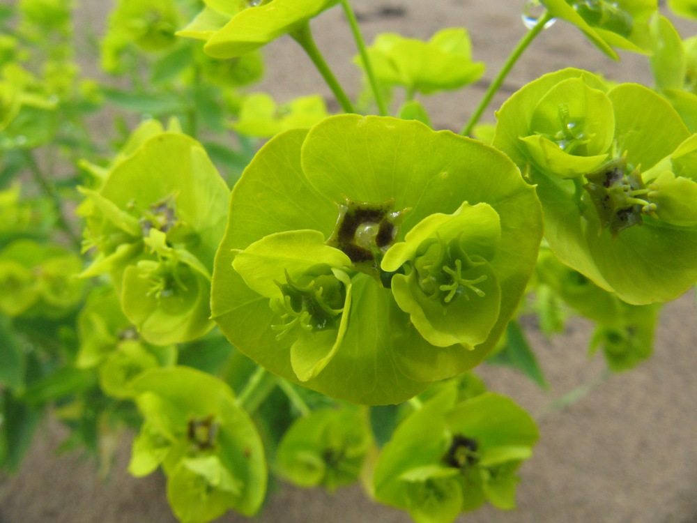 Image of Euphorbia borodinii specimen.