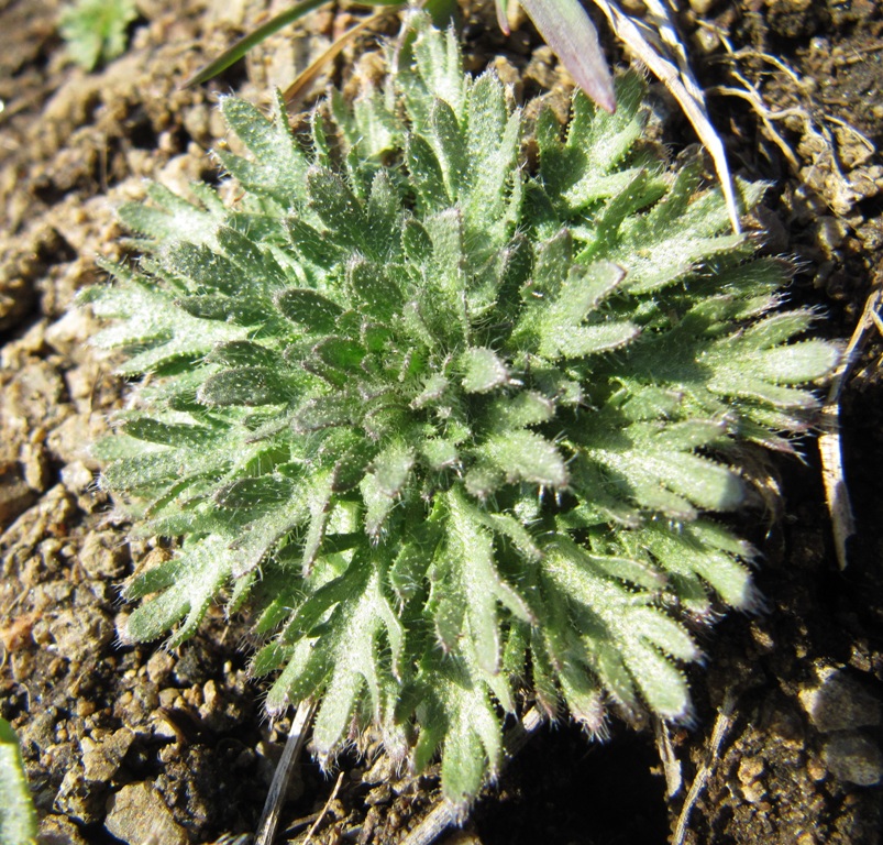 Image of Chamaerhodos erecta specimen.