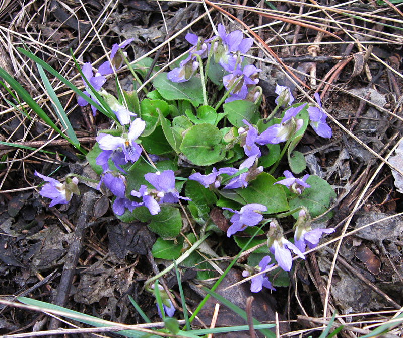 Изображение особи Viola rupestris.