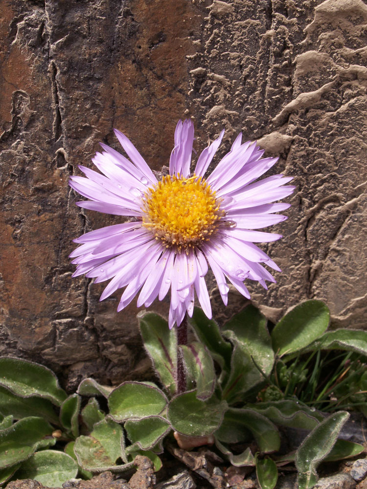 Image of Erigeron heterochaeta specimen.