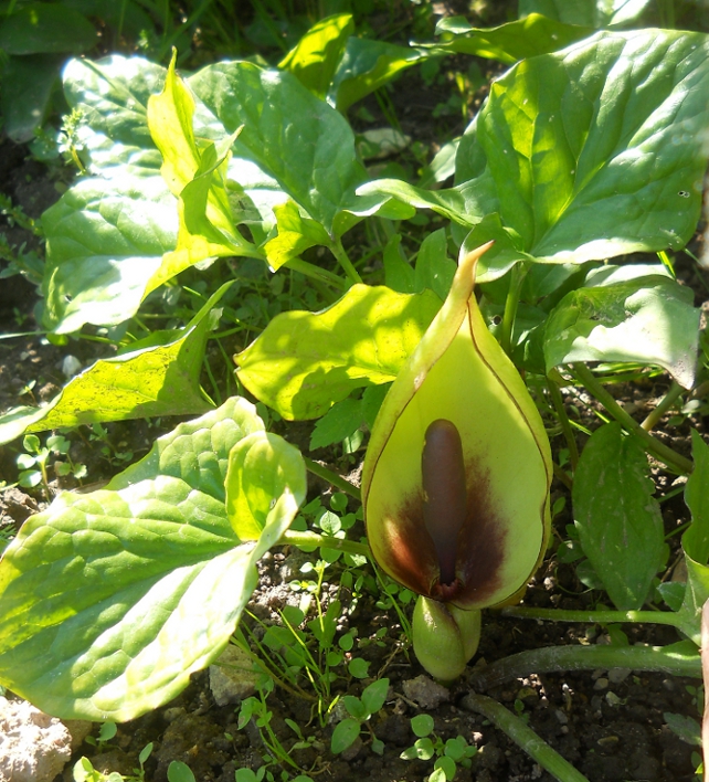 Image of Arum orientale specimen.