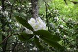 Rhododendron fauriei