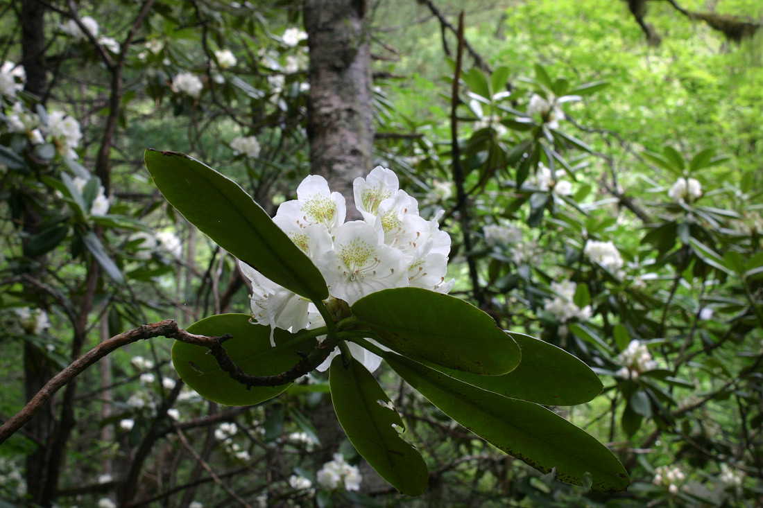 Image of Rhododendron fauriei specimen.