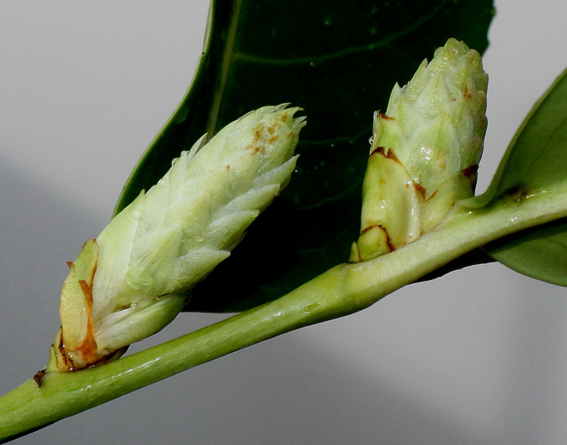 Image of Lauro-cerasus officinalis specimen.