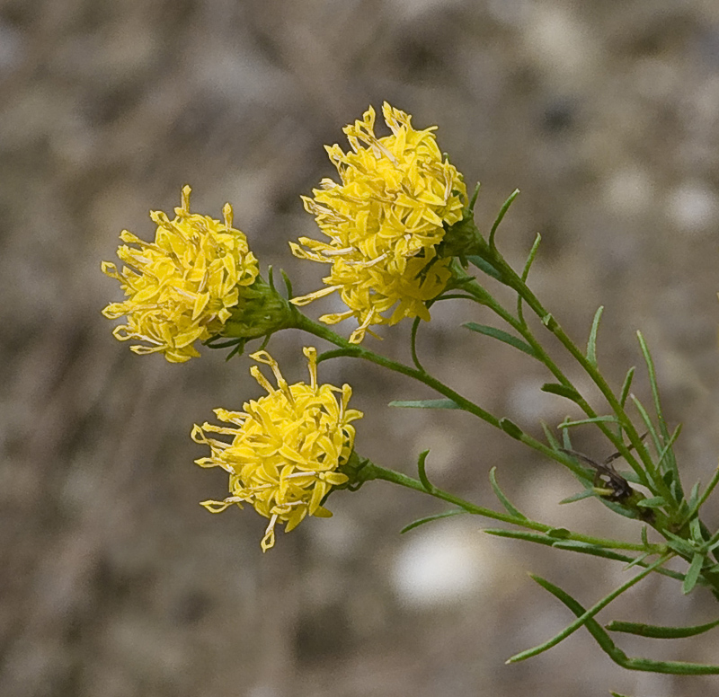 Image of Galatella linosyris specimen.