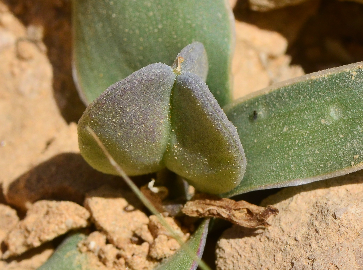 Image of Bellevalia desertorum specimen.