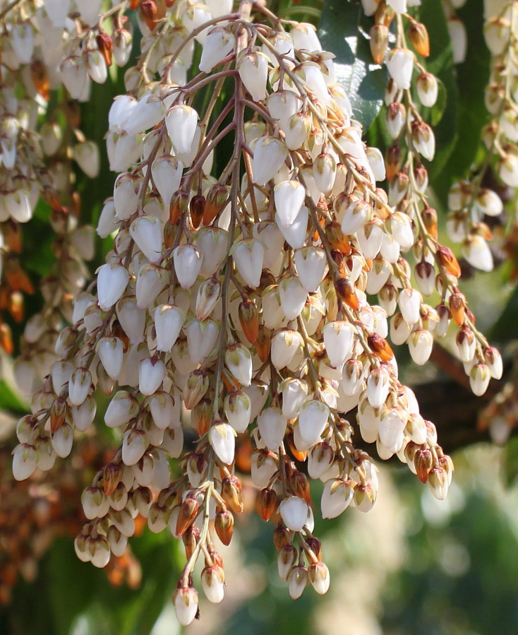 Image of Pieris japonica specimen.