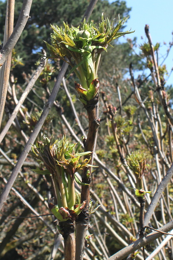 Image of Paeonia delavayi specimen.