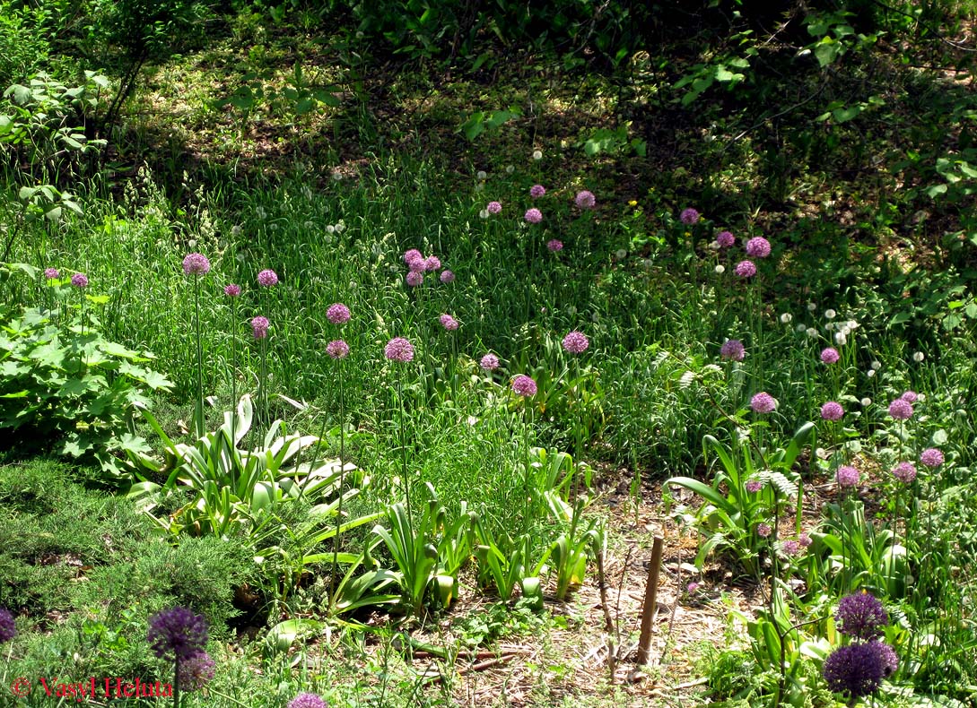 Image of genus Allium specimen.