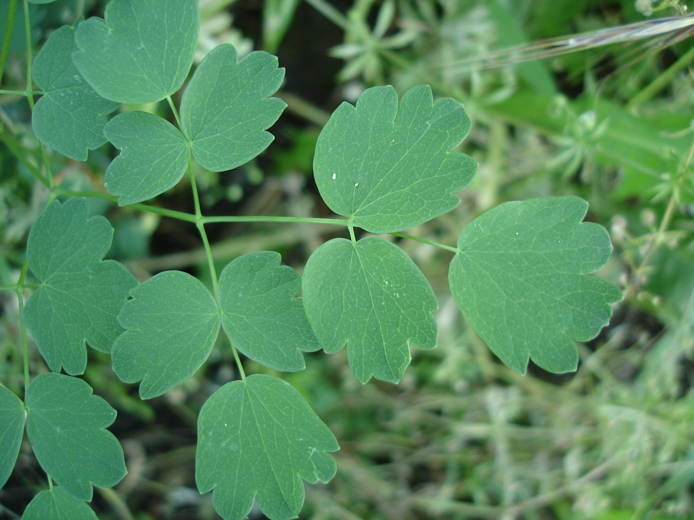 Image of Thalictrum minus specimen.