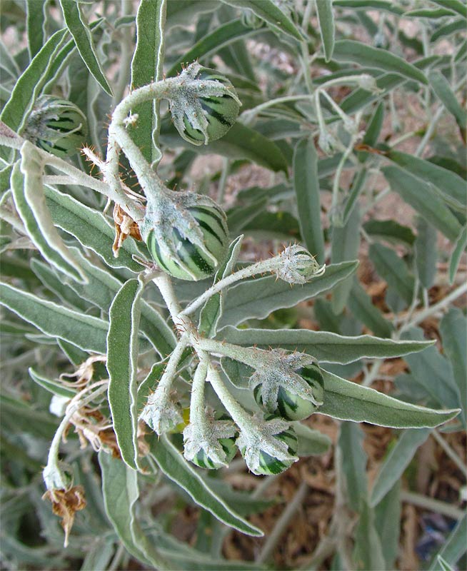 Image of Solanum elaeagnifolium specimen.