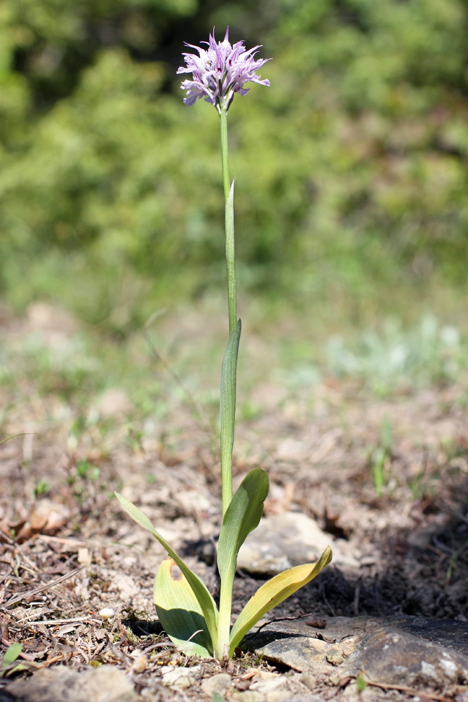 Image of Neotinea tridentata specimen.