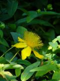 Hypericum calycinum. Цветок и листья. Крым, Ялта. 13.06.2009.