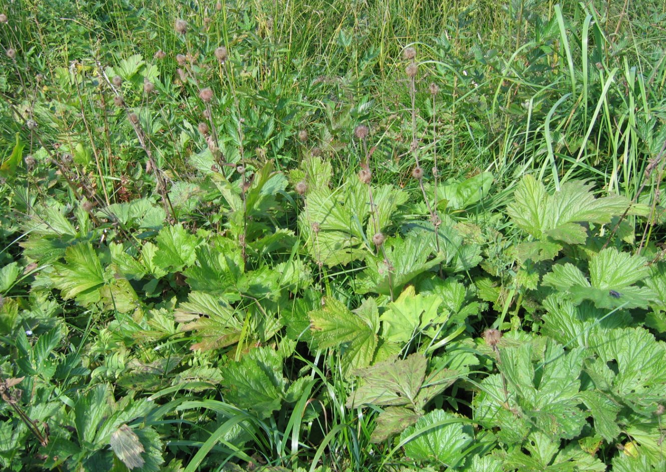 Image of Geum rivale specimen.