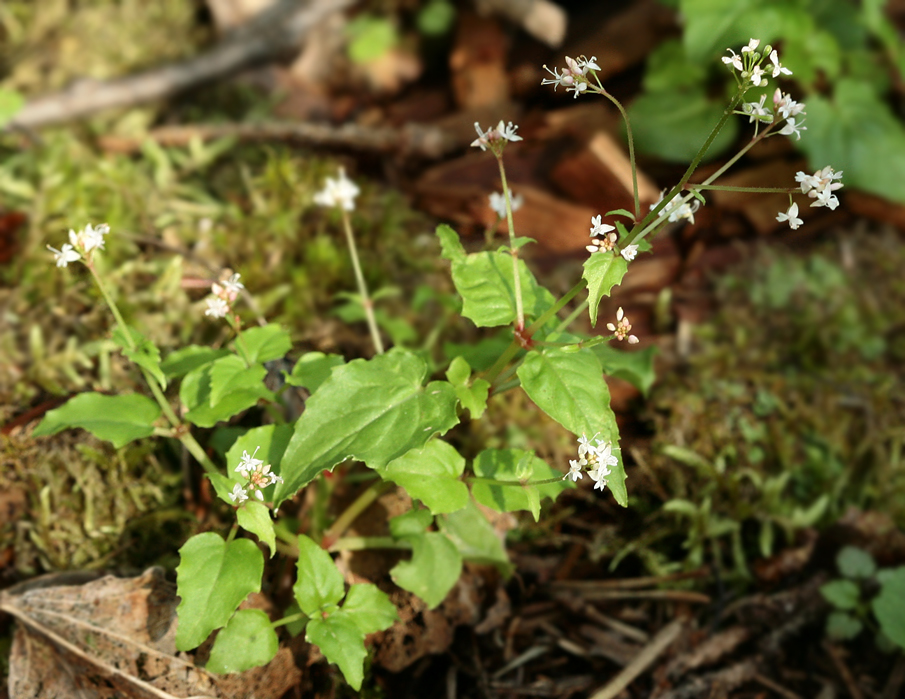 Изображение особи Circaea alpina.