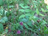 Lathyrus pisiformis. Цветущее растение. Саратовская обл., Ртищевский р-н, роща Третьяк (с преобладанием дубов). 18.05.2013.