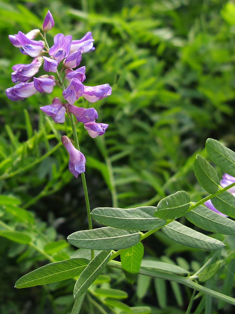 Вика трава фото. Горошек Vicia. Вика растение бобовых. Горошек кашубский. Вика Кашубская, горошек кашубский.