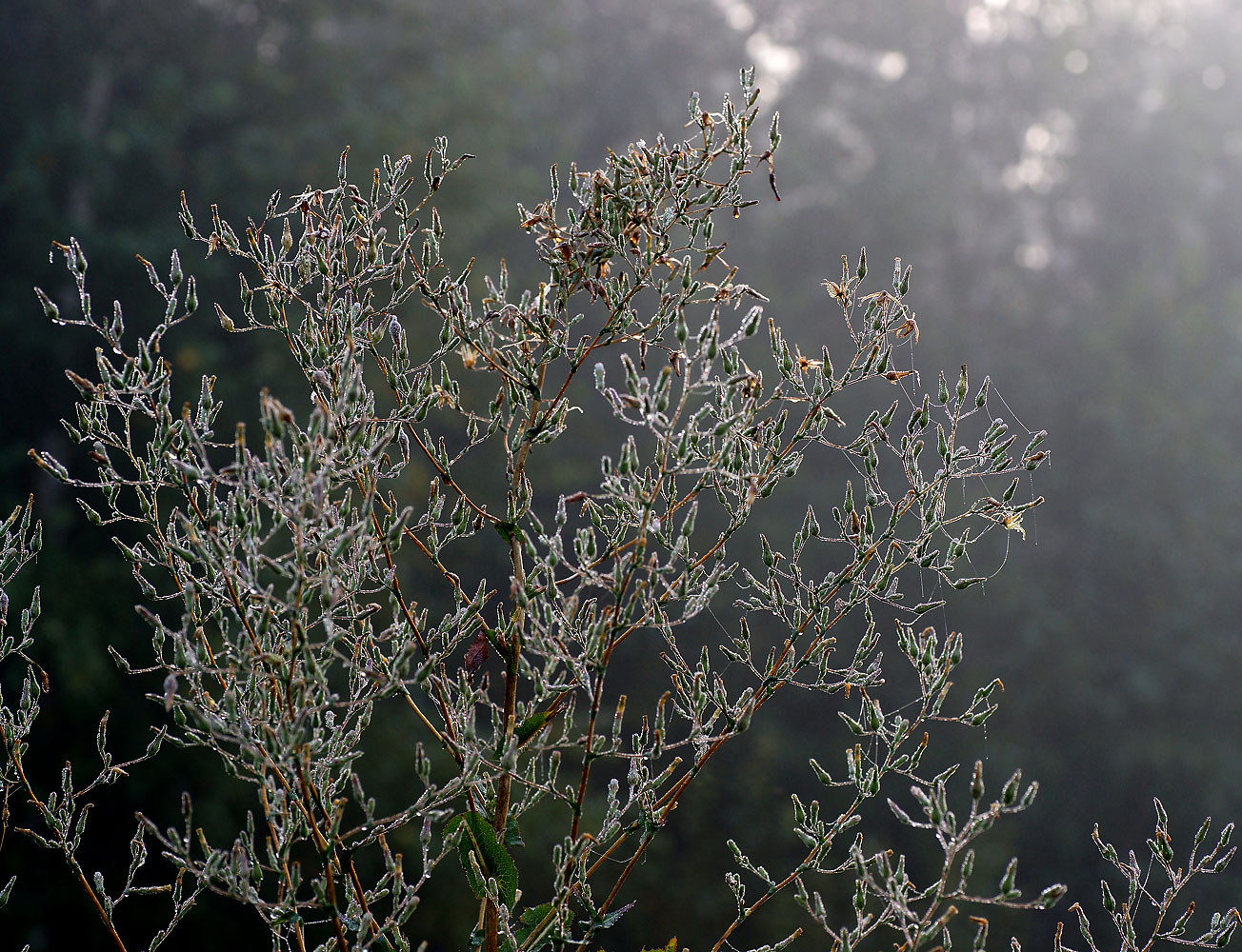 Image of Lactuca serriola specimen.