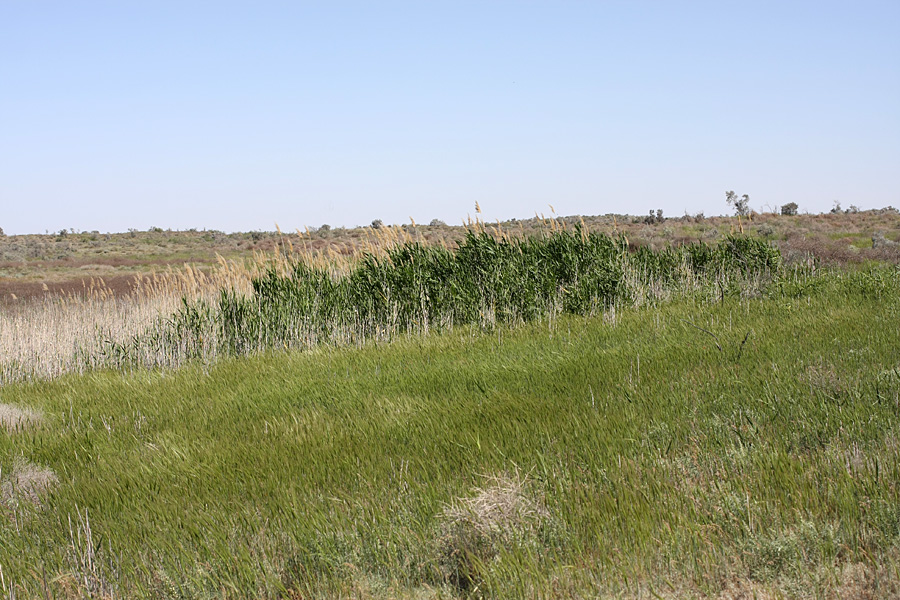 Изображение особи Phragmites altissimus.