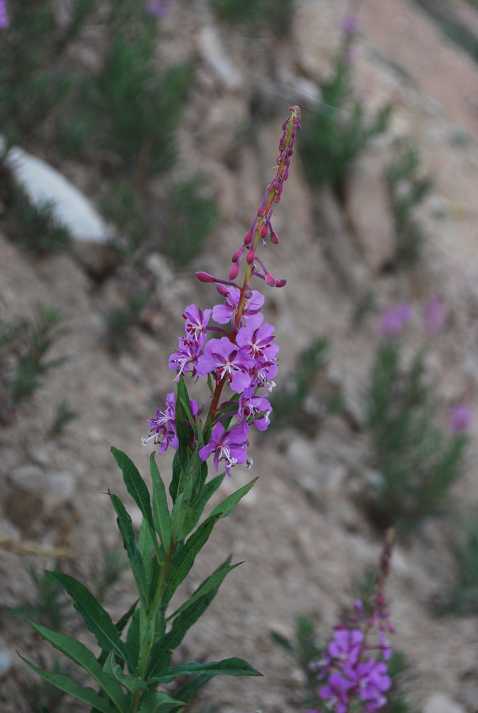 Изображение особи Chamaenerion angustifolium.