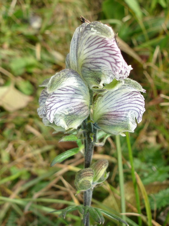 Image of Aconitum rotundifolium specimen.