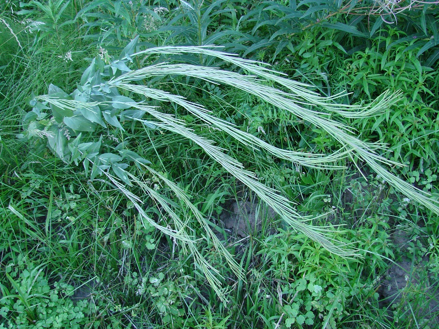 Image of Turritis glabra specimen.