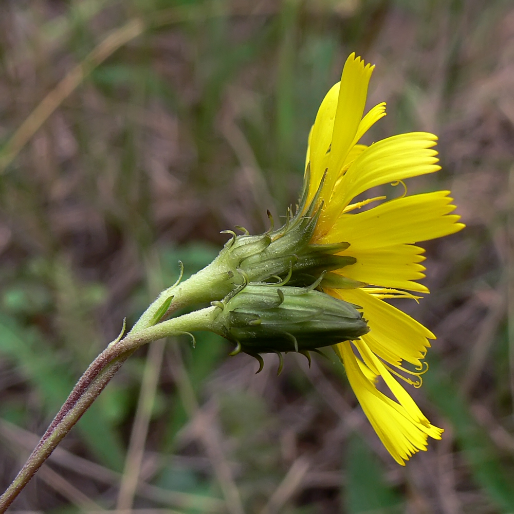 Изображение особи Hieracium umbellatum.