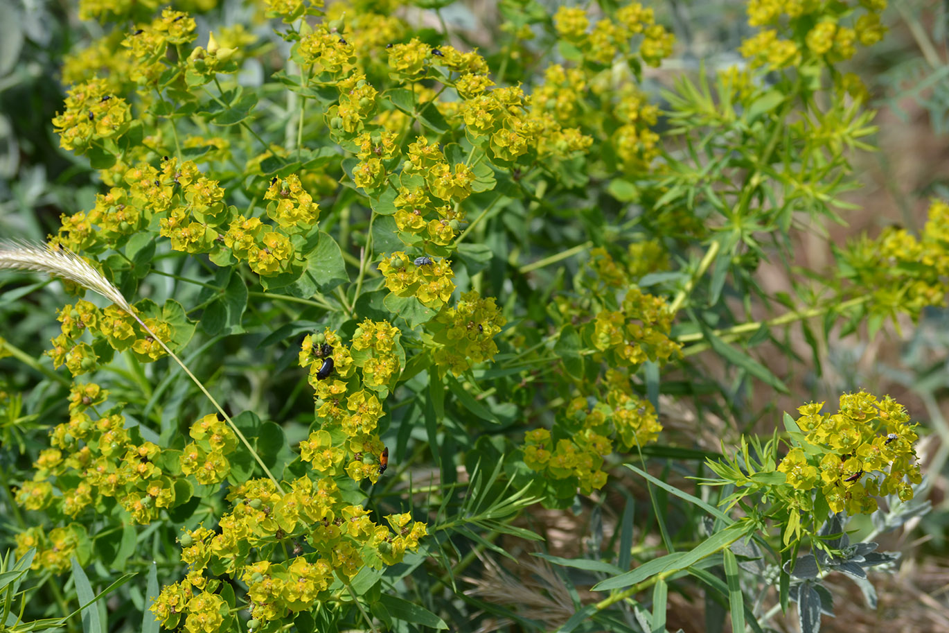 Image of Euphorbia virgata specimen.